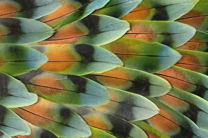 Lovebird tail feather pattern, Bandon, Oregon
