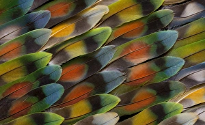 Images Dated 3rd January 2010: Lovebird tail feather pattern and design