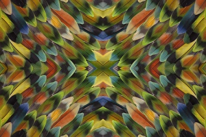 Lovebird tail feather pattern and design