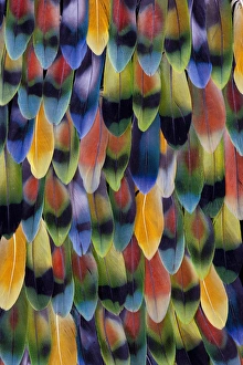 Images Dated 18th January 2010: Lovebird tail feather pattern and design