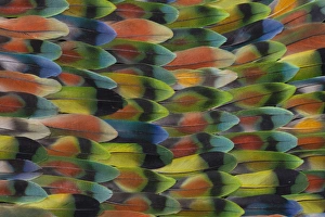 Images Dated 18th January 2010: Lovebird tail feather pattern and design