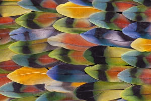 Images Dated 18th January 2010: Lovebird tail feathers in multicolored display