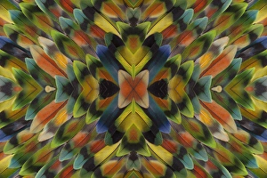 Images Dated 19th January 2010: Lovebird tail feathers in multicolored display