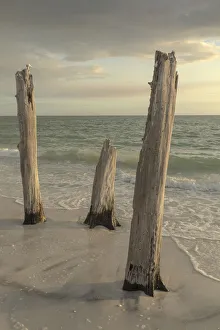 Dead Prints: Lovers Key State Park, Florida