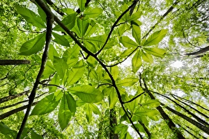 Tennessee Prints: Low angle upward view beneath Umbrella Magnolia trees in spring, Great Smoky Mountains