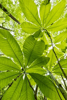 View From Below Prints: Low angle upward view beneath Umbrella Magnolia trees in spring, Great Smoky Mountains
