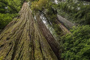 Low Angle View Prints: Low angle view up the full length of redwood trees, Stout Memorial Grove