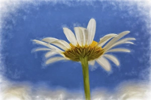 Low Angle Prints: Low angle view of Oxeye Daisy flower