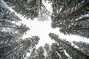 View From Below Prints: Low angle view of trees in Bavarian Forest National Park. Germany