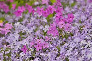 Chanticleer Prints: Low growing phlox, Chanticleer Garden, Wayne, Pennsylvania
