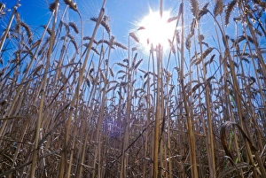 Cluster Prints: Low point view of wheat plants with direct sunshine