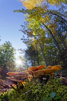 Forest Floor Prints: Low wide angle view of mushrooms on forest floor, Upper Peninsula of Michigan, Hiawatha