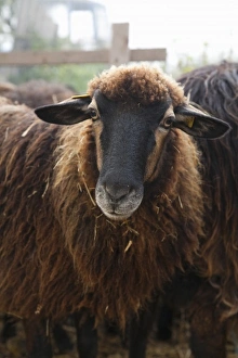Inti St Clair Prints: Lower Austria, Austria - Brown, furry goat looking at the camera