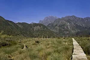 Boardwalk Prints: Lower Bigo Bog with Gaint Lobelias (Lobelia bequaertii) in the Rwenzori Mts, Uganda