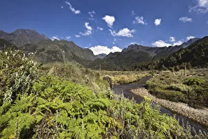 East Africa Prints: The lower Bigo Bog with giant lobelia and Carex, East Africa