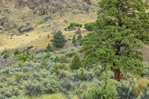 High Desert Prints: Lower Deschutes River area, Central Oregon, USA