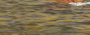 Images Dated 7th June 2013: Lower Deschutes River, Central Oregon, USA