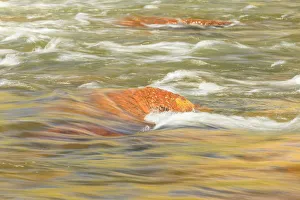 Images Dated 7th June 2013: Lower Deschutes River, Central Oregon, USA