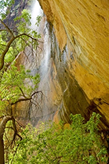 Zion Prints: Lower Emerald Pool Waterfall Red rock and Tree, Zion Canyon, Zion National Park, Utah