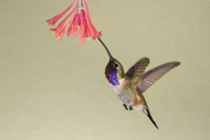 Lucifer Hummingbird (Calothorax lucifer) feeding