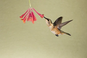 Texas Prints: Lucifer Hummingbird (Calothorax lucifer) feeding