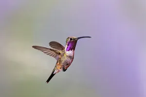 Images Dated 2017 August: Lucifer hummingbird (Calothorax lucifer) male hovering