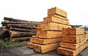 Lumber Prints: Lumber forestry industry at sawhill pulp plant in Quesnel British Columbia Canada