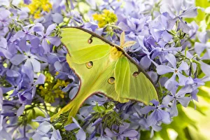 Animal Prints: Luna Moth (Actias luna) on phlox Marion County, Illinois