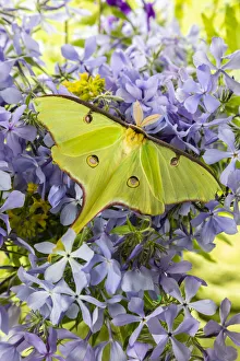 Images Dated 12th March 2021: Luna Moth (Actias luna) on phlox Marion County, Illinois