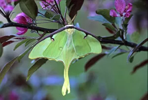 Images Dated 9th May 2007: Luna Moth on Cherry Tree in Spring. Credit as: Nancy Rotenberg / Jaynes Gallery / DanitaDelimont