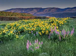 Asteraceae Prints: Lupine and balsamroot wildflowers at Columbia River Gorge near Hood River, Oregon