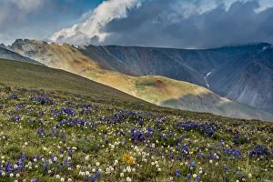 Images Dated 13th September 2019: Lupine and Bistort wildflowers cover high alpine meadow
