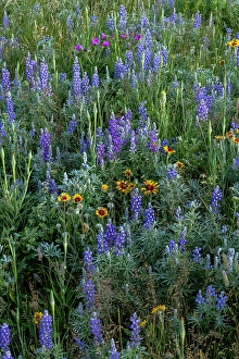 Lupine Prints: Lupine and blanket flowers wildflowers in Glacier National Park