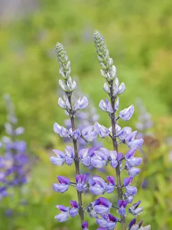 Kittitas County Prints: Lupine blooming in a forest