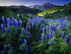 Lupine on Dallas divide with distant my snaffles near Telluride in the Colorado Rocky