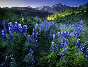 Dallas Divide Prints: Lupine on Dallas divide with distant my snaffles near Telluride in the Colorado Rocky
