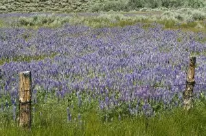 Images Dated 14th June 2007: Lupine field and fence