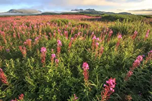 Images Dated 16th August 2007: Lupine field. McNeil River State Game Sanctuary and refuge. Alaska Peninsula. Alaska