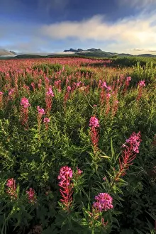 Mcneil River Prints: Lupine field. McNeil River State Game Sanctuary and refuge. Alaska Peninsula. Alaska