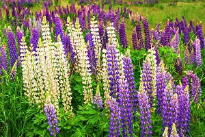 Images Dated 16th January 2024: Lupine, Fiordland National Park, South Island, New Zealand