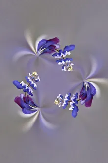 Trio Prints: Lupine flower, Napa Valley, California
