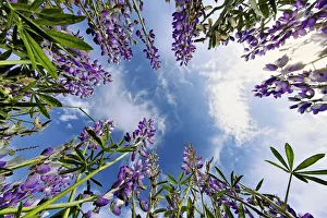 Lupine flowers, Bald Hills Road, California