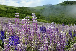 Lupine Prints: Lupine flowers, Bald Hills Road, California