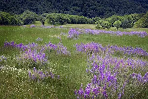 Lupine flowers on hillside, Dolason Prairie, California