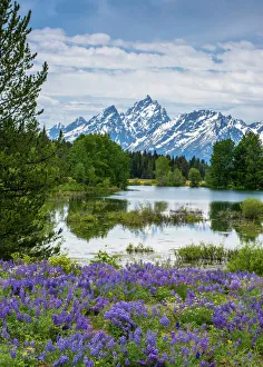 Tetons Prints: Lupine flowers with the Teton Mountains in the background