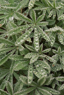 Water Drop Prints: Lupine foilage and raindrop pattern, Mt. Rainier National Park, Washington