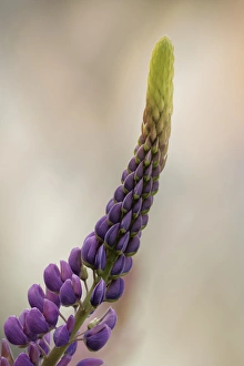 Lupine growing in city, Punta Arenas, ChilePatagonia