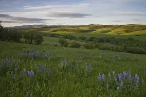 Foothill Prints: Lupine grows above Cottonwood Creek in ther foothills of the Big Snowy mountains