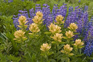 Tetons Prints: Lupine and Indian Paintbrush, Alaska Basin Shelf, near Driggs, Idaho Caribou-Targhee
