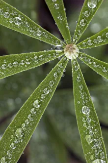 Raindrop Prints: Lupine leaves and raindrops, Olympic National Park, Washington State